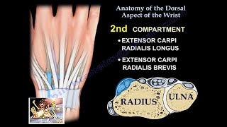 Anatomy Of The Dorsal Aspect Of The Wrist  Everything You Need To Know  Dr Nabil Ebraheim [upl. by Yruama]