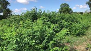 Indigofera Zollingeriana is a legume forage for goats in Iloilo Living Farm [upl. by Ajiak]