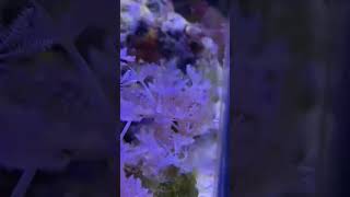 PULSING XENIA CORAL  Closed Up  🆙 🎥 📸 fyp reeftank nanoreef [upl. by Enyrb]