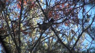 Virginia National Forest Grouse Footage [upl. by Harak349]