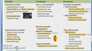 Parasitology 001 c Parasites Classification Helminth Cestodes Trematodes Nematodes [upl. by Kunkle887]