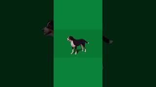 Appenzeller Sennenhund Dog dog animation nyilonelycompany appenzeller swiss pets animals [upl. by Acirej]