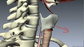 Muscles of the Larynx  Part 1  3D Anatomy Tutorial [upl. by Cila]