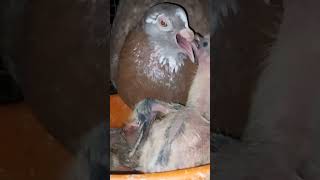 Crop milk feeding bird  male and female pigeons [upl. by Dao]