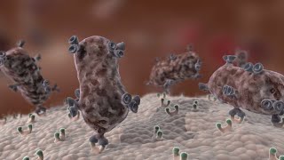 Antibody Immune Response shorts [upl. by Alenas354]