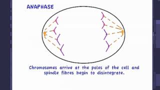 254 Describe the events of Mitosis [upl. by Bozuwa720]