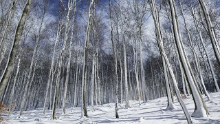 Wandern  Sauerland Winterwanderung zwischen Olsberg und Heidbergskopf [upl. by Bernstein]