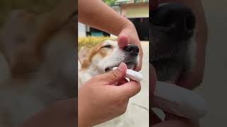 Obsessivecompulsive disorder makes you have to brush your dogs teeth Cant stand yellow teeth [upl. by Christiana]