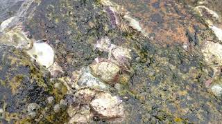 Barnacles at Pantai Pulau Babi Besar Mersing Johor [upl. by Yarased]