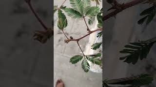 Mimosa plants respond to touch [upl. by Mall108]