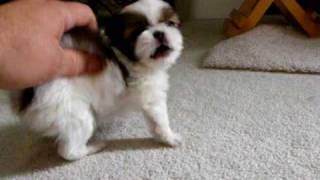 Japanese Chin Puppy playing [upl. by Berlyn]