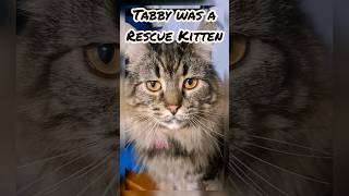 Meet Tabby Our Mesmerizing Maine Coon Mix and Fall in Love tabbycat [upl. by Eninaj]