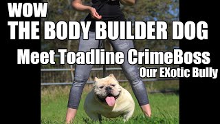 Meet Toadline Crimeboss the most extreme exotic bully in the world [upl. by Joy]