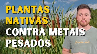 Plantas nativas contribuem para extração de metais pesados do solo [upl. by Anitnemelc]