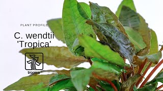 Cryptocoryne wendtii Tropica [upl. by Yruj]