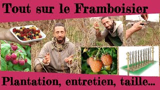 Tout sur le framboisier Taille plantation entretien histoire [upl. by Yniffit]