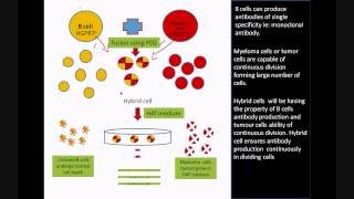 Monoclonal antibody production using Hybridoma Technology [upl. by Abixah501]