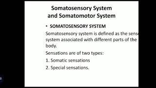 Somatosensory amp Somatomotor System [upl. by Barthol]