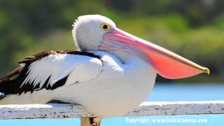 Pelican Yawning  Noosaville Queensland [upl. by Alyl]