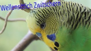 Wellensittich Zwitschern [upl. by Tamera472]