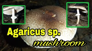 Agaricus sp mushroom [upl. by Niamert]