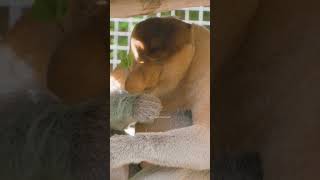 Proboscis Monkey chewing leaves proboscis monkey cute eating leaves nature wildlife HA90750 [upl. by Arihaj562]