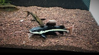 Watch this BEFORE you buy a REDTAIL CATFISH  15 in just 6 MONTHS [upl. by Boycie672]