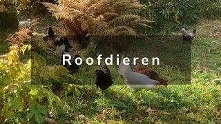 Wonen in Noorwegen  Winterbanden en Roofvogels [upl. by Brita633]