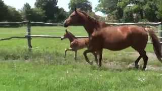 HONEY BEE v Millenium  Wolkentanz  Top Dressage or Breeding Mare 3 [upl. by Xena15]