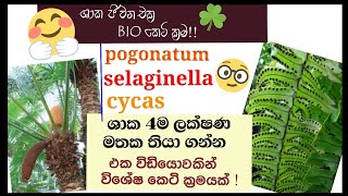 Biology  Life cycle of Cycas Nephrolepis pogonatum selaginella  plant Reproduction [upl. by Ona]