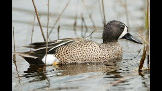 Bluewinged Teal Anas discors HD 1080p [upl. by Anattar]