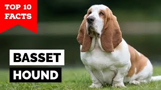 Basset Hound  Top 10 Facts [upl. by Ynahpit]