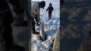 Ice fishing fishing youtubeshorts fish shorts shortfeed rajvillagecooking subscribe ice [upl. by Craven]