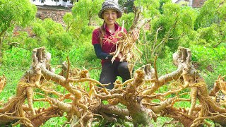 Harvesting Polyscias Fruticosa Brewing Tea Soaking Wine Go to the market to sell  Lý Thị Hoa [upl. by Johppa658]