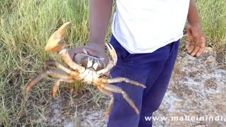 Fresh Crab Meat Omelette Making  CAUGHT AND COOK  Yammy Sea Food Recipes  Village Food Factory [upl. by Iggy445]