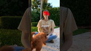 I Surprised My Girlfriend With A Puppy but it’s a prank 😂 [upl. by Ritchie]