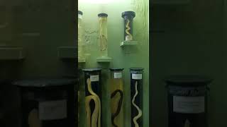 Chennai Egmore museum ke mein snake 🐍🐍🐍🐍 [upl. by Rein]