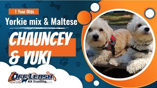 Charlotte NC YorkieBichon amp Maltese training 1 year old Chauncey and Yuki [upl. by Dor]