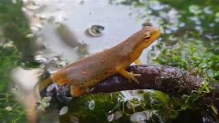 Eastern Newt Care Guide Part 1 [upl. by Aliet]