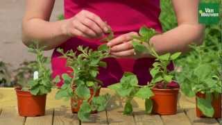 How to pinch out bedding plants with Van Meuwen [upl. by Metzger]