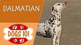 Dogs 101  DALMATIAN  Top Dog Facts About the DALMATIAN [upl. by Natiha]