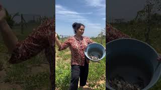 Happy gardening 🌻🌻🌻 seetha garden villagechef gardeningadvice delicious chef food [upl. by Ariajaj]