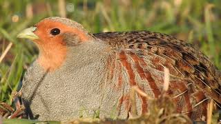 Gray Partridge Call Rebhuhn ruf Agerhøne lyd Серая куропатка голос [upl. by Eirrak]