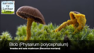 Blob Physarum polycephalum invades and eats mushroom Deconica montana timelapse Pulsation [upl. by Mamie]