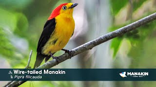 Wiretailed Manakin  Birds of Colombia  Manakin Nature Tours [upl. by Ahtanamas]