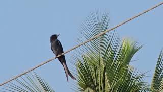 Drongos are having a feast in Mapusa 5 [upl. by Melantha]