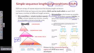 Simple sequence length polymorphism SSLP [upl. by Goldenberg]