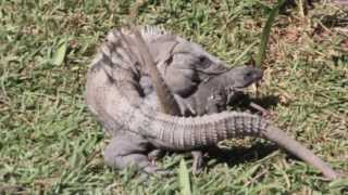 Black Iguanas Breeding Iguana Apareandose  Ctenosaura Similis [upl. by Silbahc]