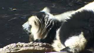 Funny Lemur Facts for Kids Island of Lemurs Madagascar  Exclusive Lemur Facts [upl. by Calley]