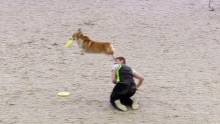 Welsh corgi pembroke Dog Freestyle Frisbee at the Russian Club National Specialty show 2017 [upl. by Anivlis]